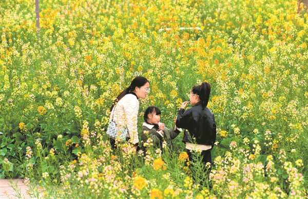 春日打卡油菜花海