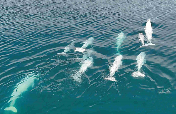 中華白海豚暢游湛江經開區(qū)
